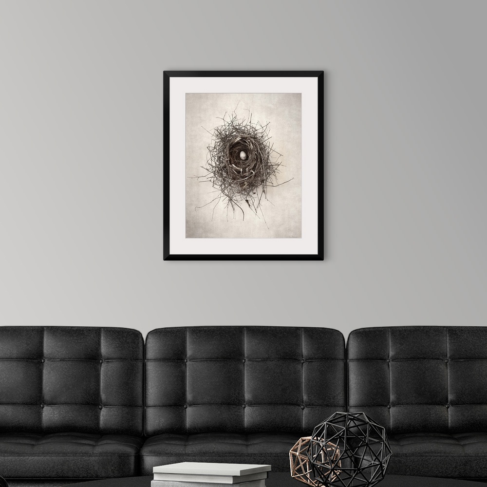 A modern room featuring Antique style photograph of a bird's nest with a single egg inside.