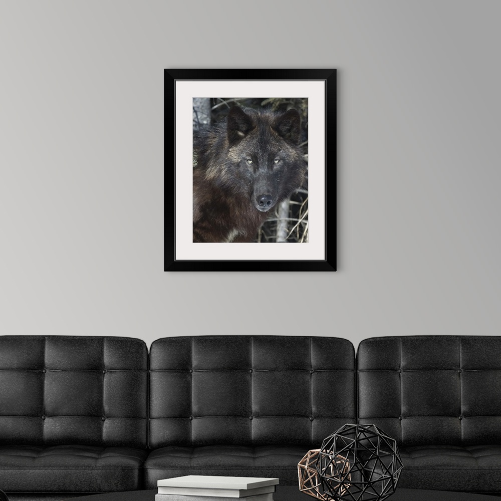 A modern room featuring Black Timber Wolf