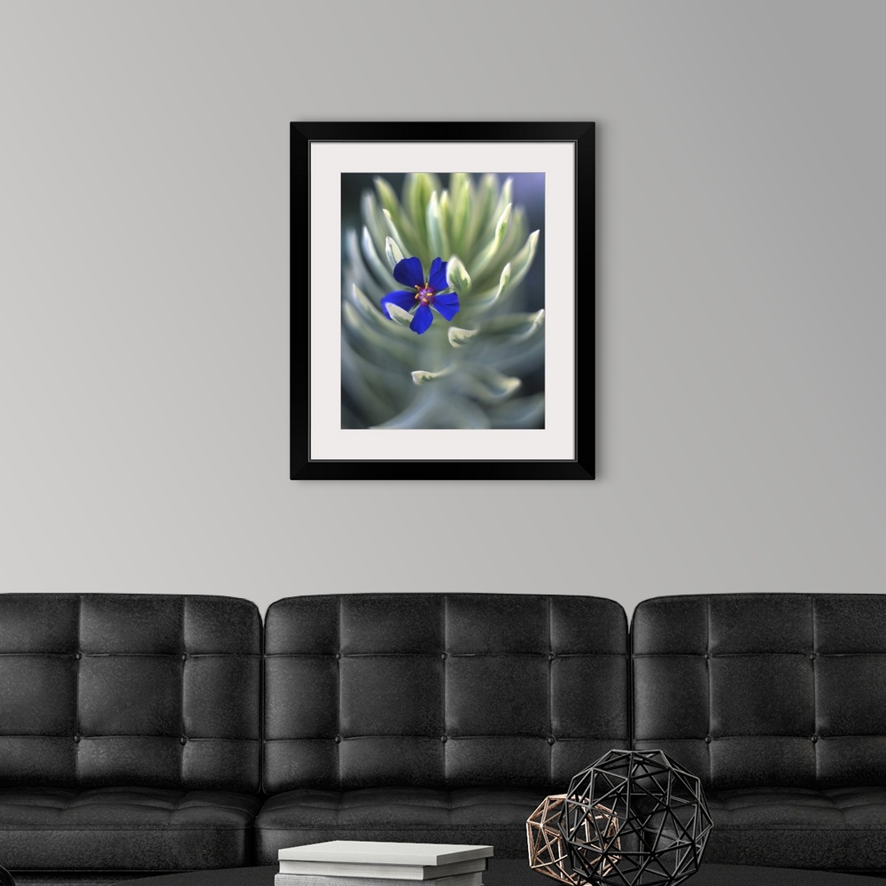 A modern room featuring USA, Oregon, Portland, Close-up of blue pimpernel bloom caught on euphorbia plant.
