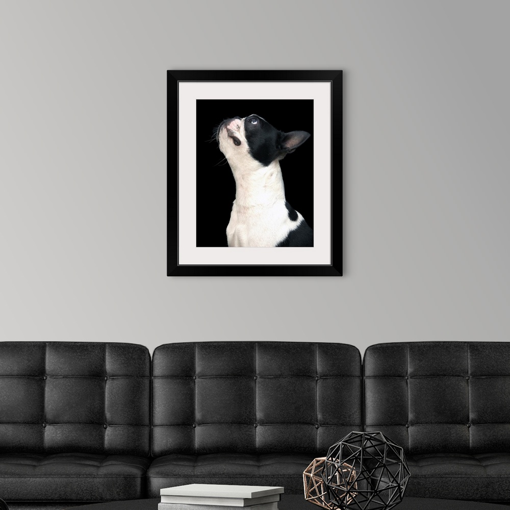 A modern room featuring Black and white boston terrier looking up.