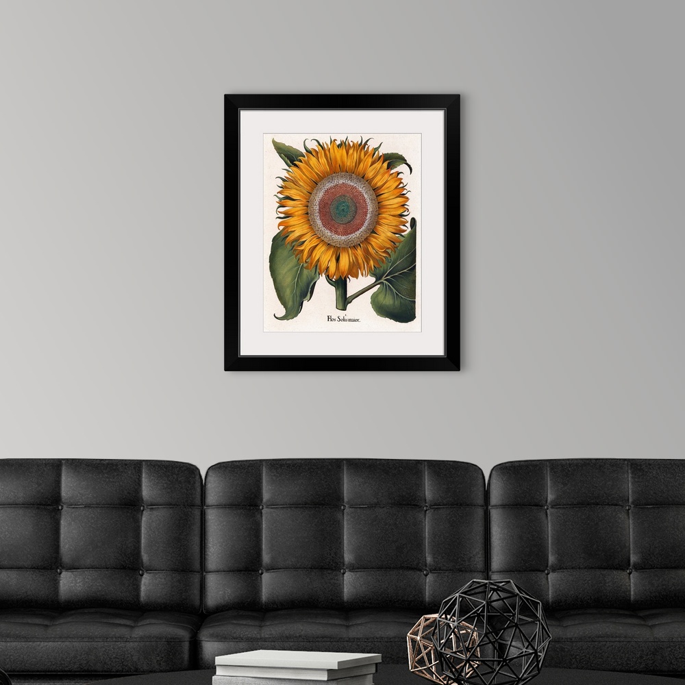 A modern room featuring Basilius Besler, The Common Sunflower (Flos Solis Maior), hand-colored copper engraving, 1713, pu...