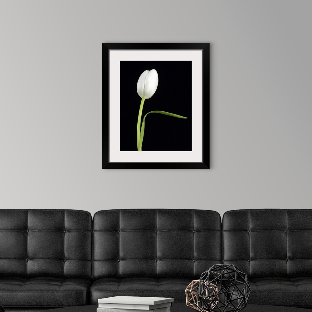 A modern room featuring Big canvas print of a single flower contrasted against a dark background.