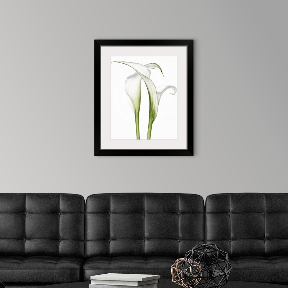 A modern room featuring Calla Lily Pair