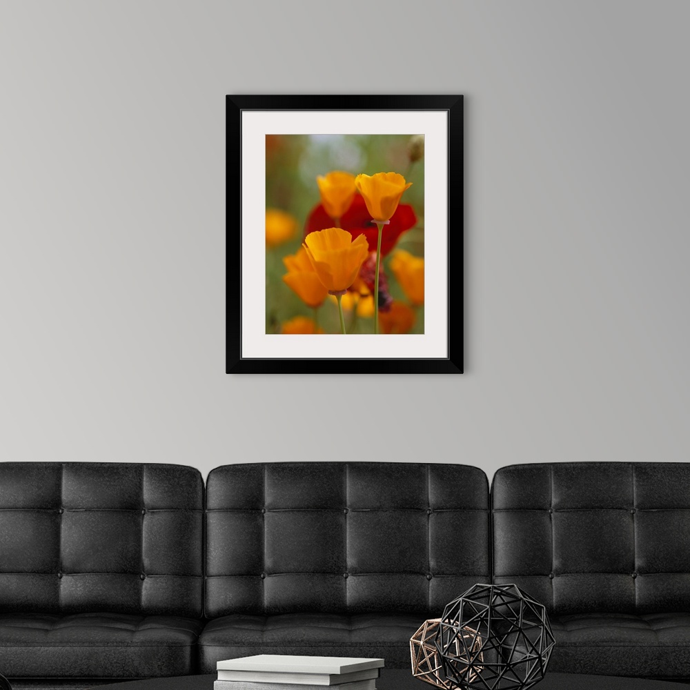 A modern room featuring Photograph of in focus flower blooms with blurred flower meadow in background.