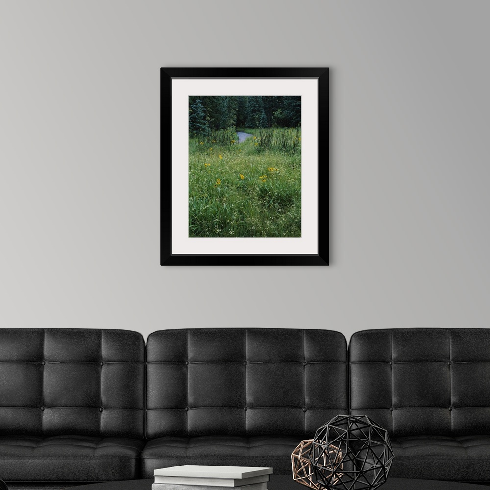 A modern room featuring Sunflowers (Helianthus annuus) in a forest, Little Colorado River, Mt Baldy Wilderness Area, Apac...