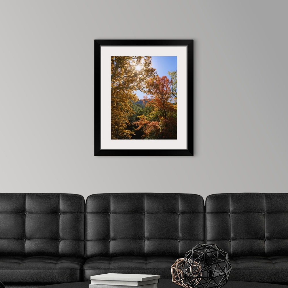 A modern room featuring Vertical, big photograph of the tops of large sycamore and maple trees with fall foliage, in Gard...