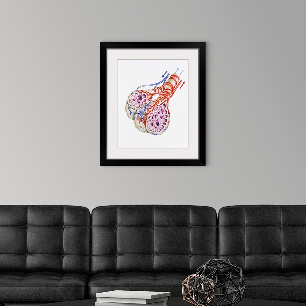 A modern room featuring Artwork of alveoli
