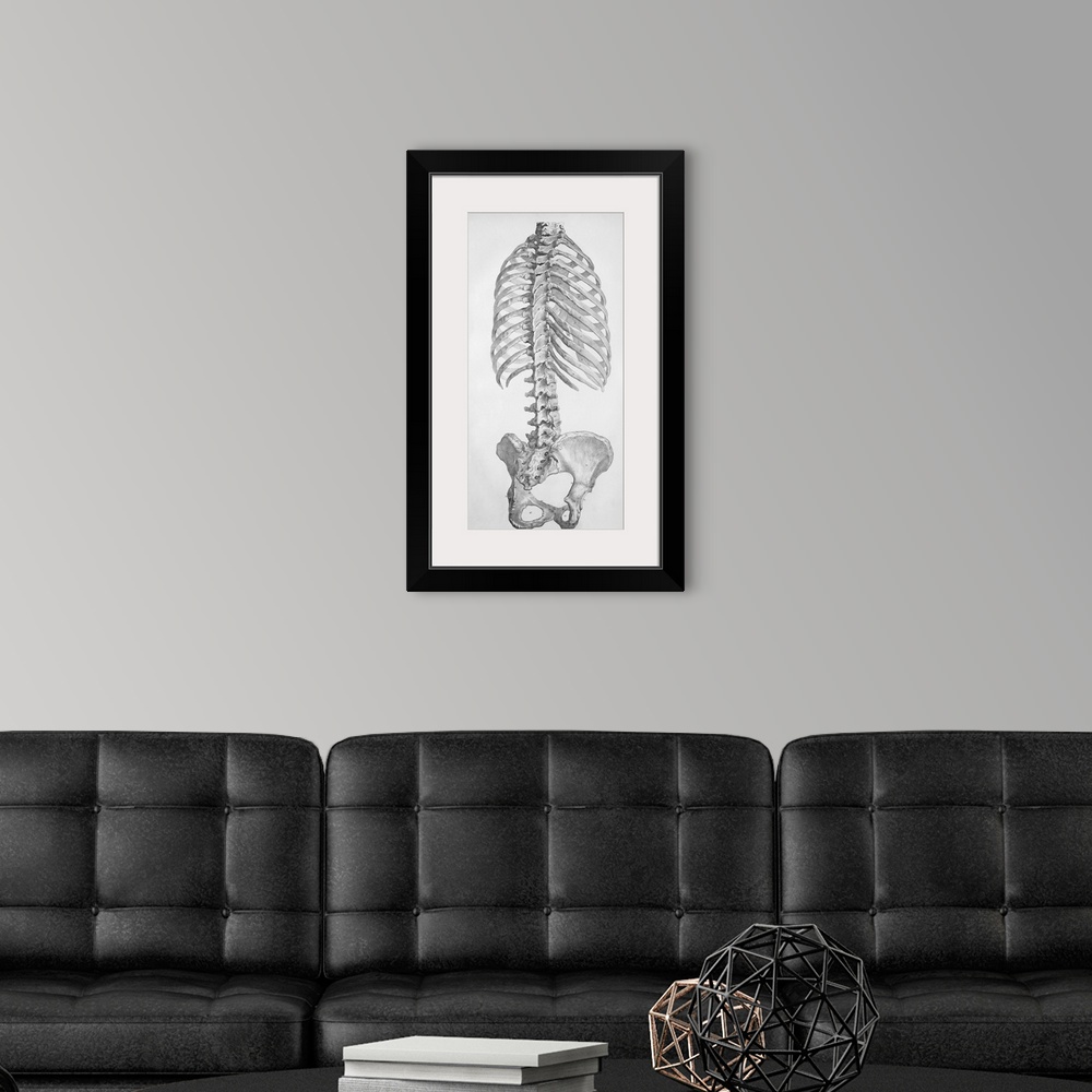 A modern room featuring Torso bones. Historical anatomical artwork of the bones of the human torso, seen from the rear. T...