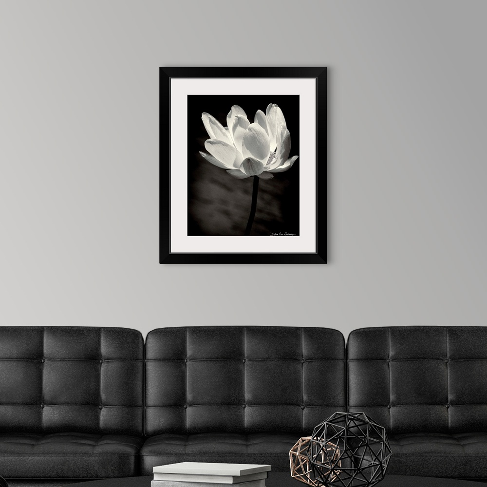 A modern room featuring A black and white photograph of a white flower almost looking as if its glowing.