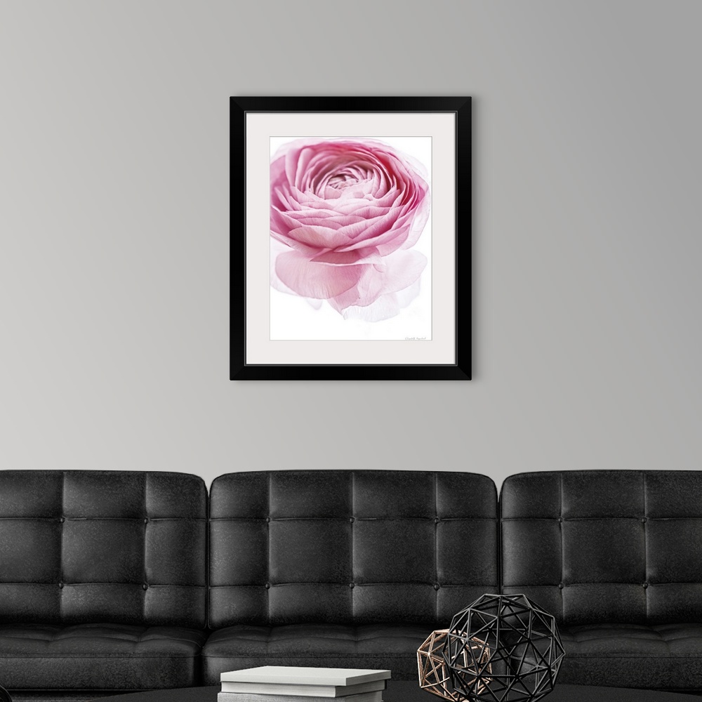 A modern room featuring Photograph of a pink lady rose in muted tones that fade into the white background.