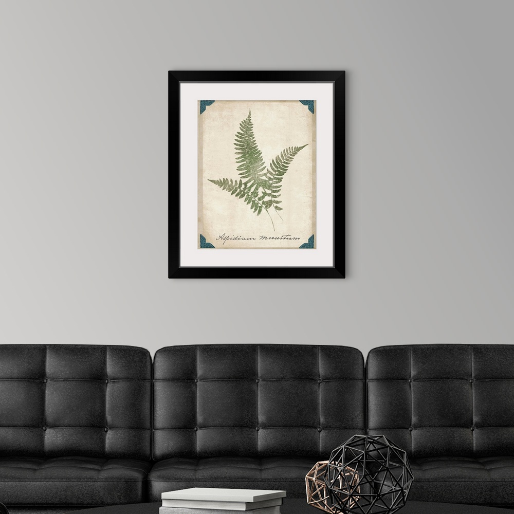 A modern room featuring Contemporary botanical illustration of fern fronds.