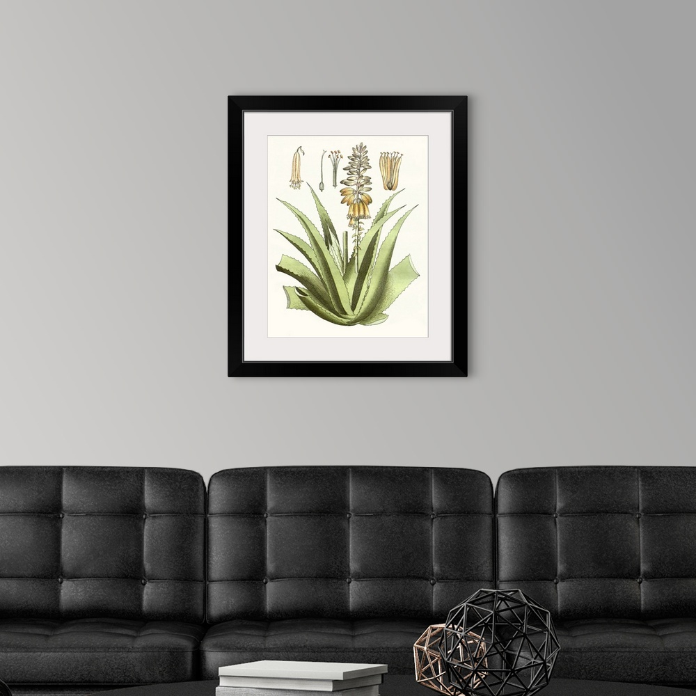 A modern room featuring A decorative vintage illustration of an aloe plant.