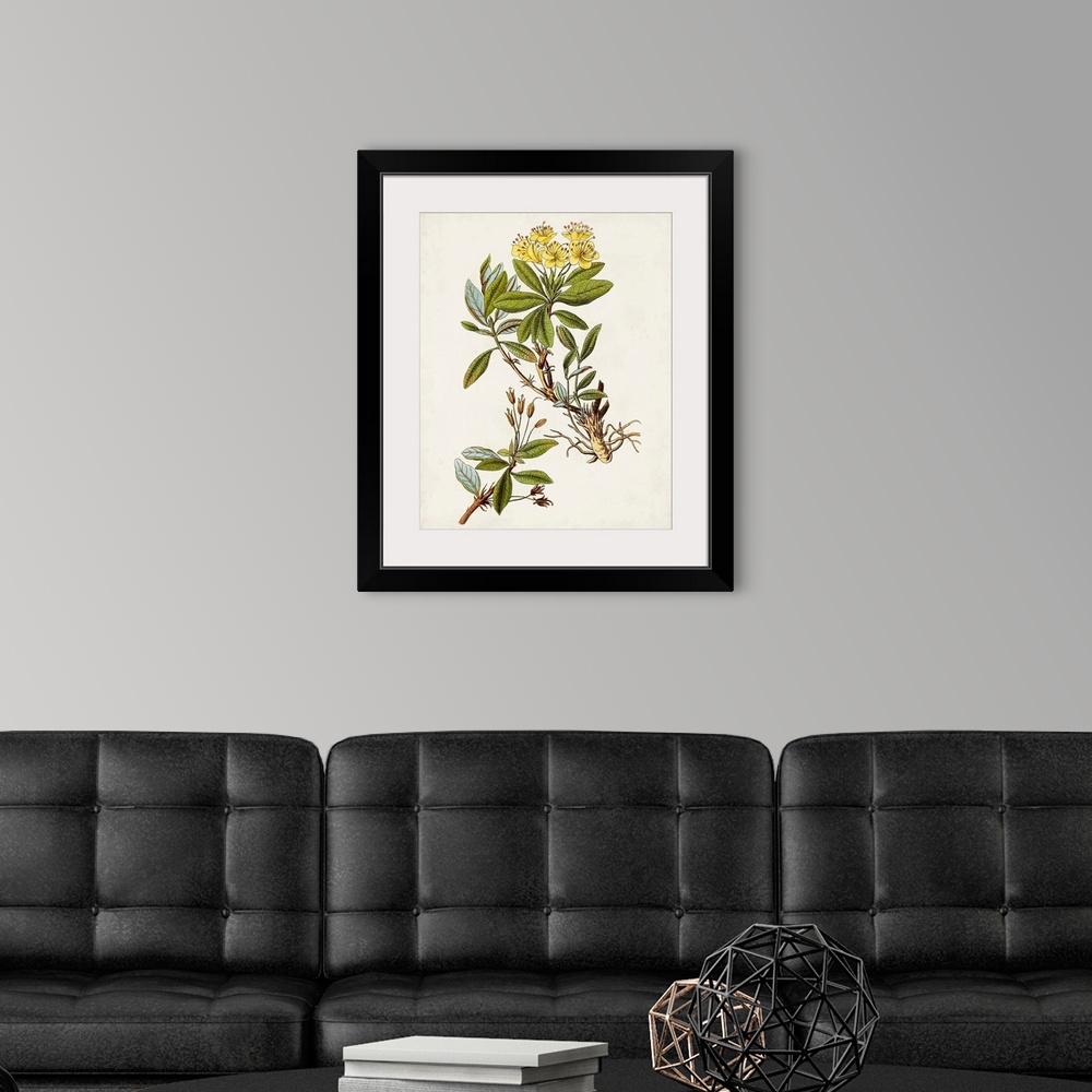 A modern room featuring Antique Botanical Study IV