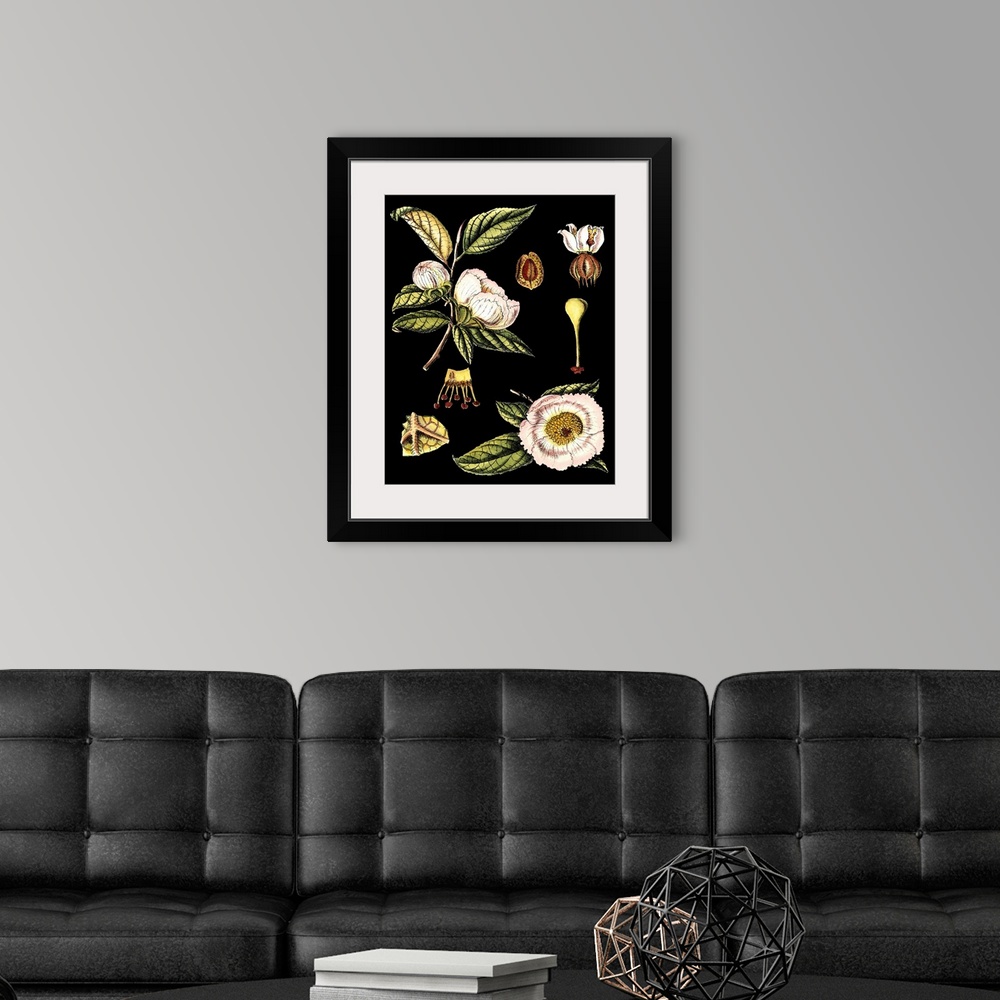 A modern room featuring Black Background Floral Studies III