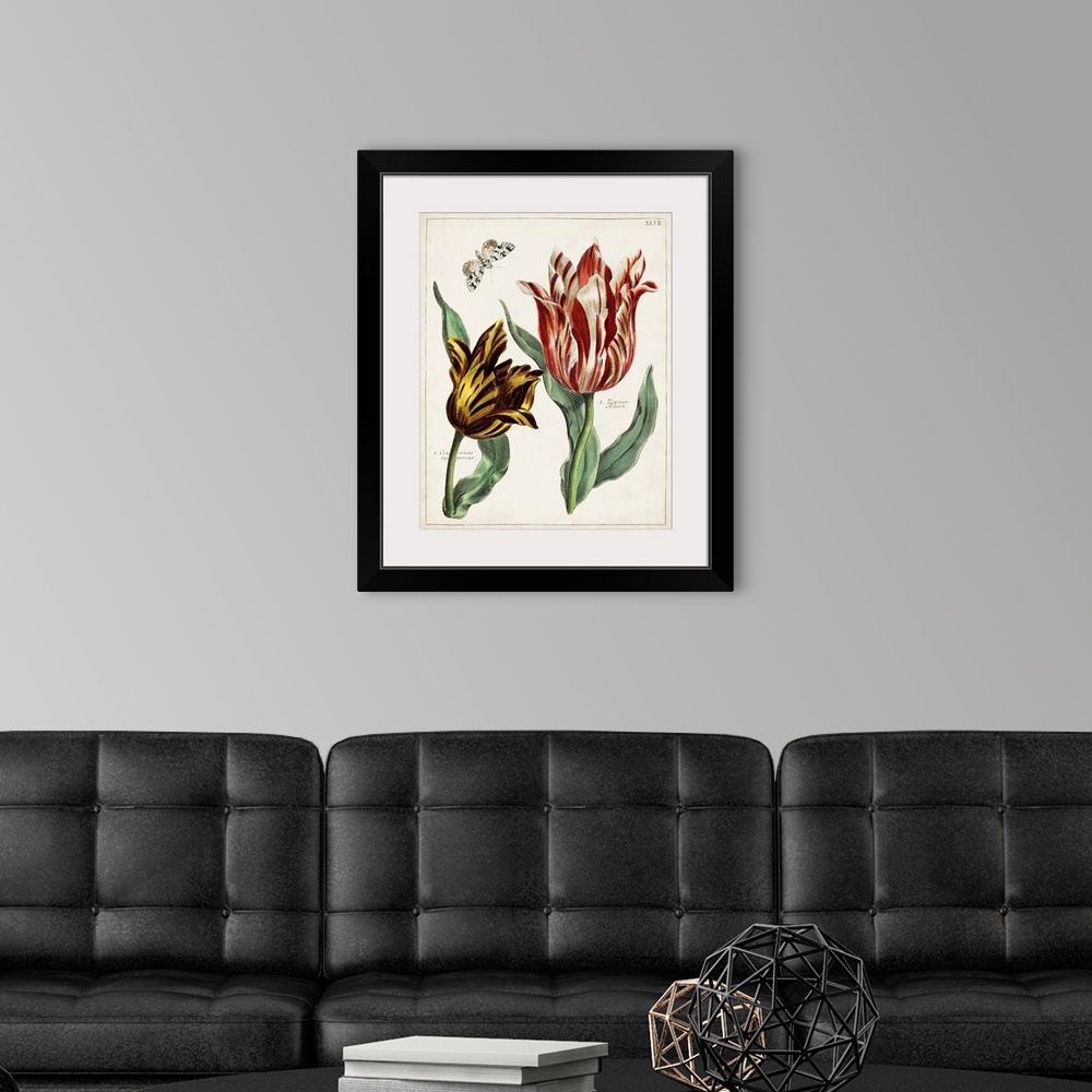 A modern room featuring Tulip Classics IV