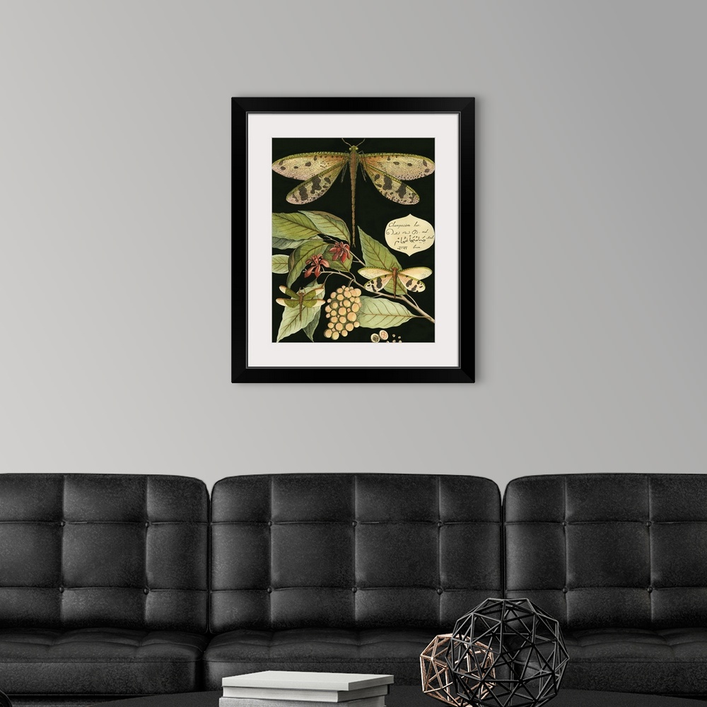 A modern room featuring Vintage illustrative stylized dragonfly and various botanical's against a black background.