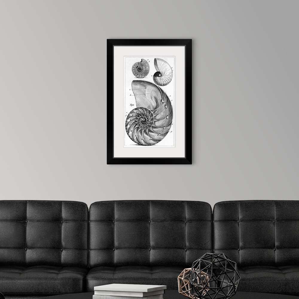 A modern room featuring Engraving of a nautilus and an ammonite. The nautilus is one of the species of marine cephalopods...