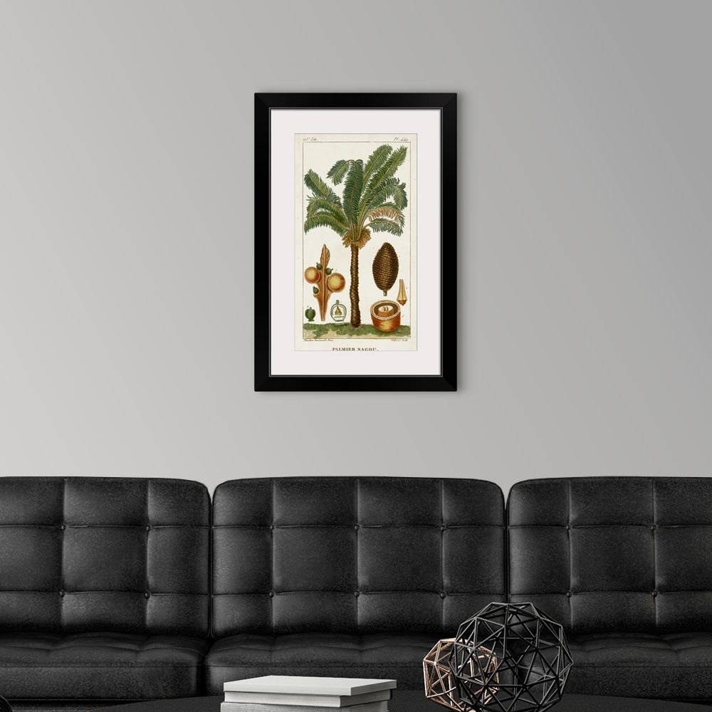 A modern room featuring A decorative vintage illustration of an exotic palm tree.