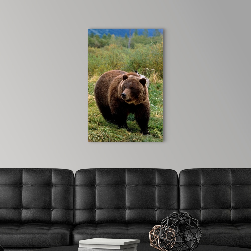 Grizzly bear at the Alaska Wildlife Conservation Center Alaska Wall Art ...
