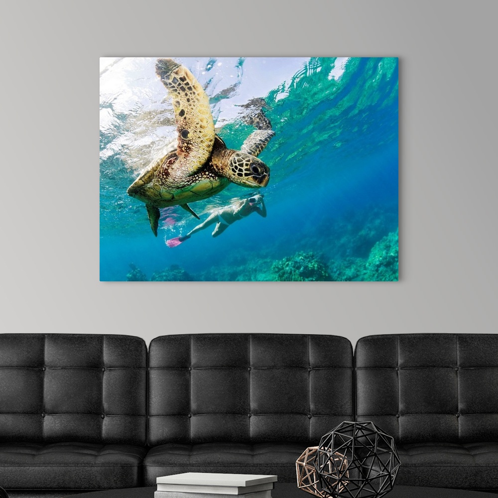 Hawaii, Maui, Green Sea Turtle Honu And Free Diver Wall Art, Canvas ...