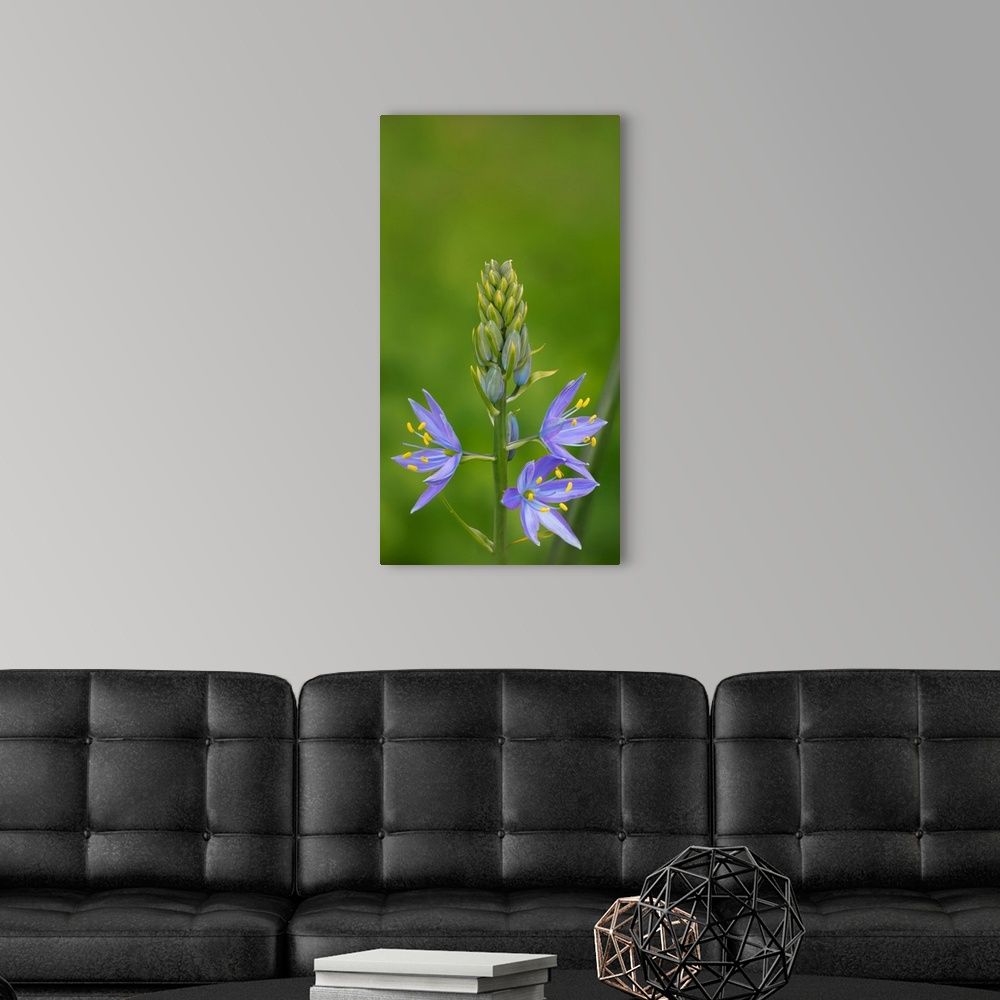 A modern room featuring USA. Washington State. Common Camas (Camassia quamash) native wildflower blooming in the spring.