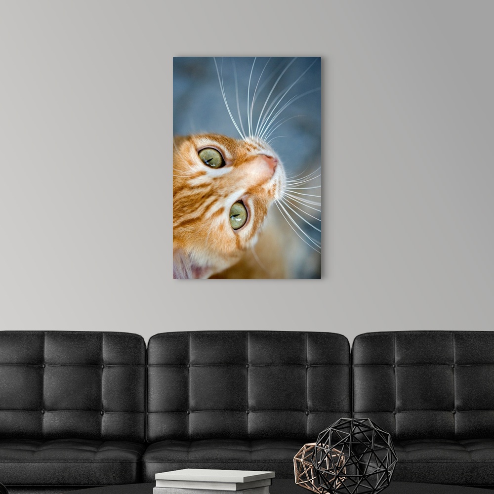 Orange Tabby Cat Wall Art, Canvas Prints, Framed Prints, Wall Peels ...