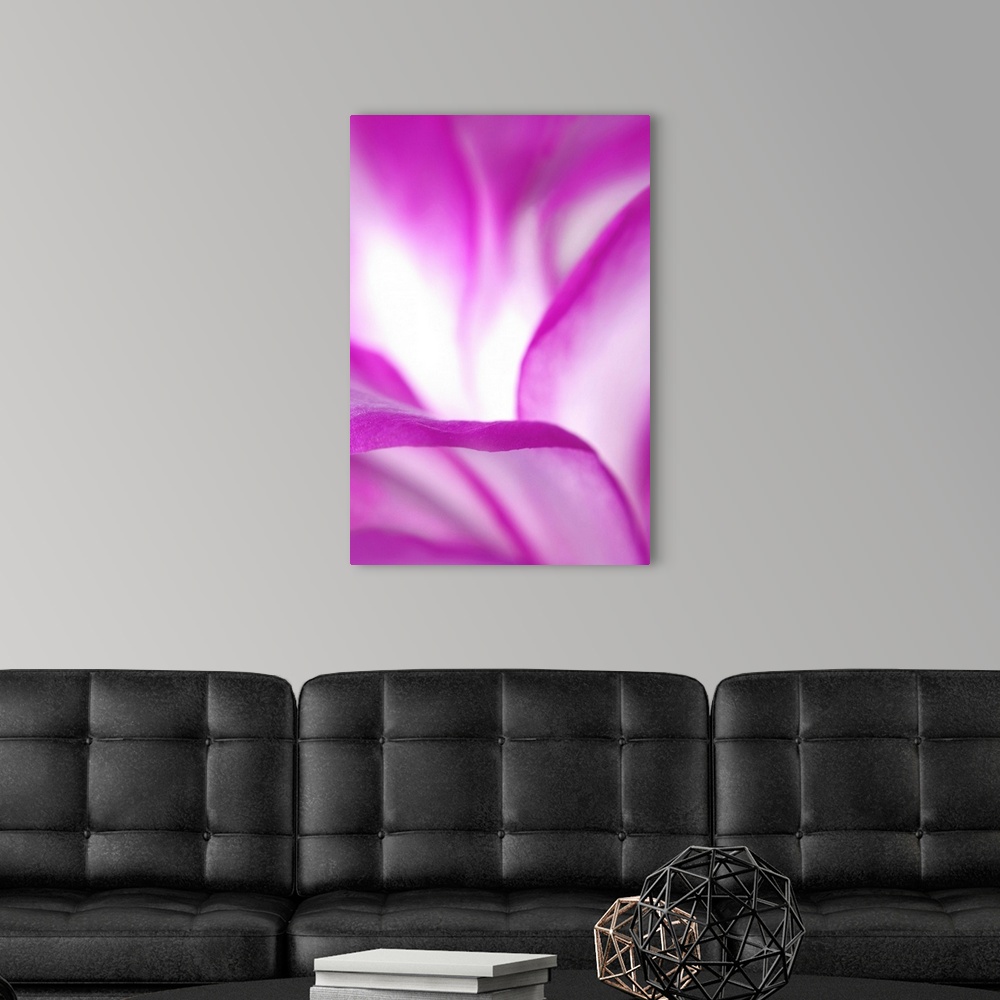Pink and White Petals Wall Art, Canvas Prints, Framed Prints, Wall ...