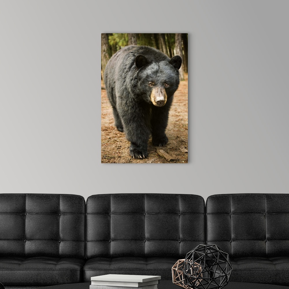 Black Bear (Ursus americanus) portrait during a mild winter, Oregon ...