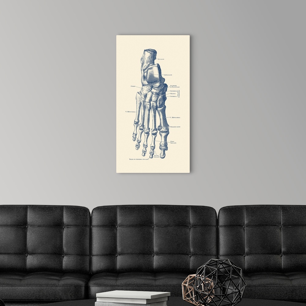 A modern room featuring Vintage anatomy print of the human right foot with each bone labeled.