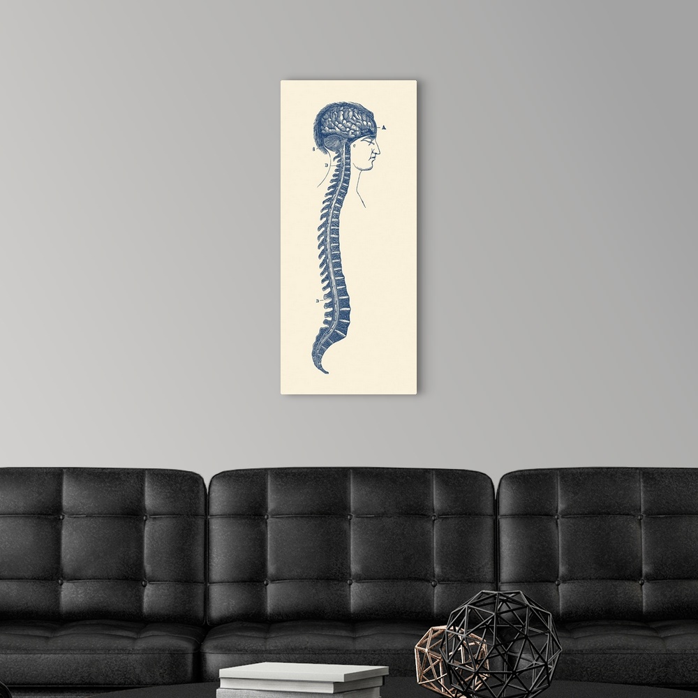 A modern room featuring Vintage diagram of the human spinal cord and brain.