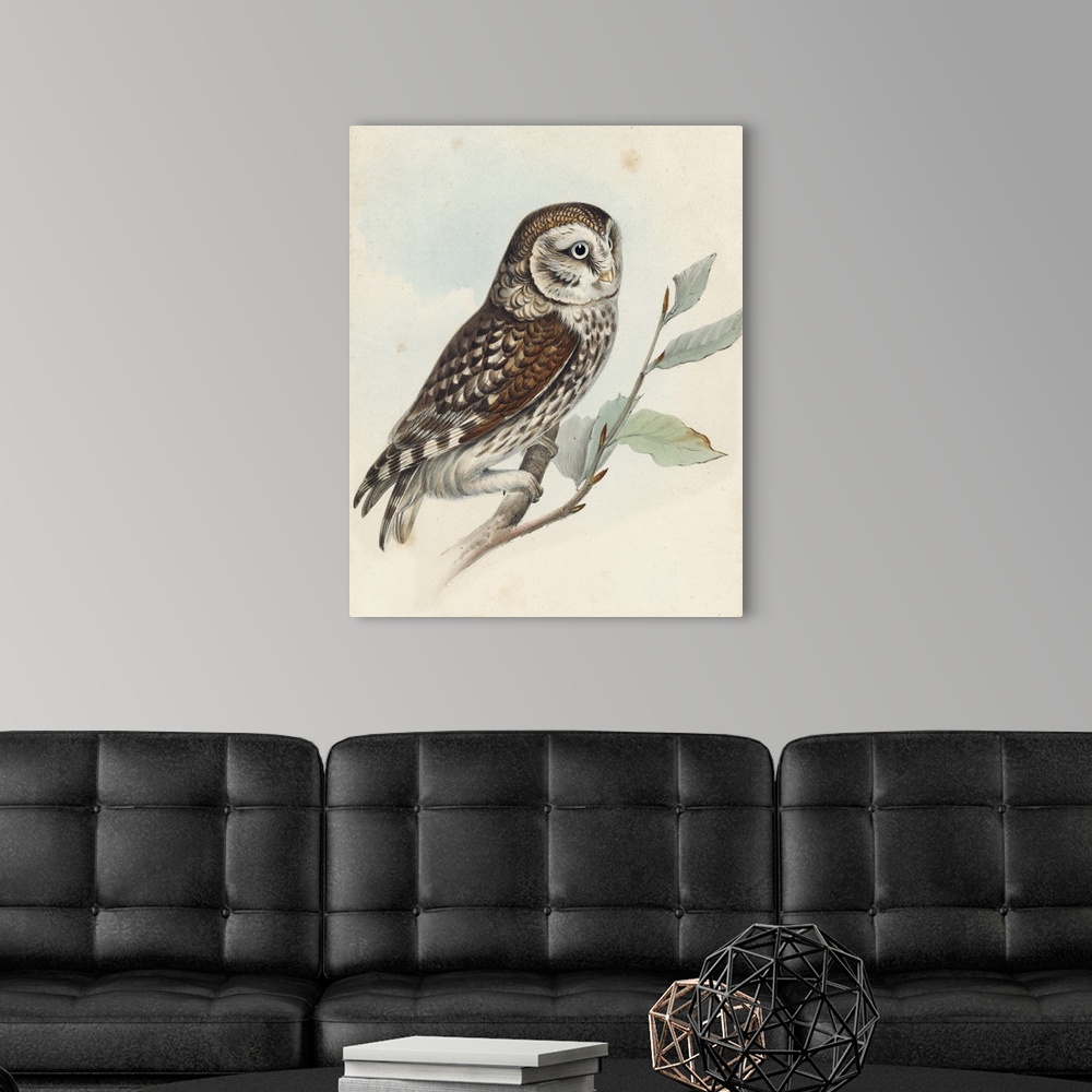 Meyer Little Owl Wall Art, Canvas Prints, Framed Prints, Wall Peels ...