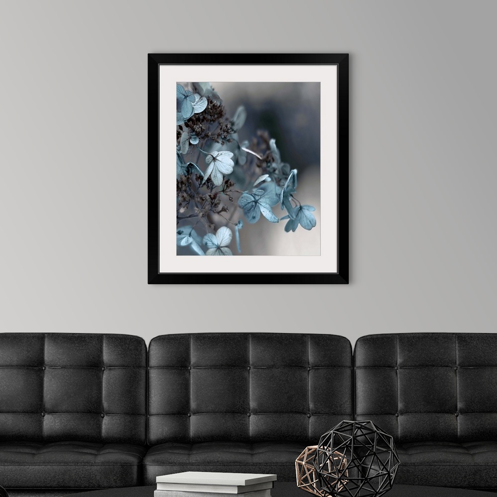 A modern room featuring Close up photo of blue hydrangea flowers against a dark grey background.
