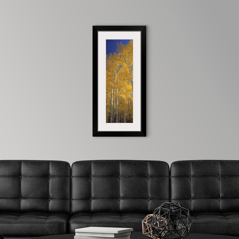 A modern room featuring Vertical panoramic of tall yellow leaved trees in Flagstaff, Arizona.