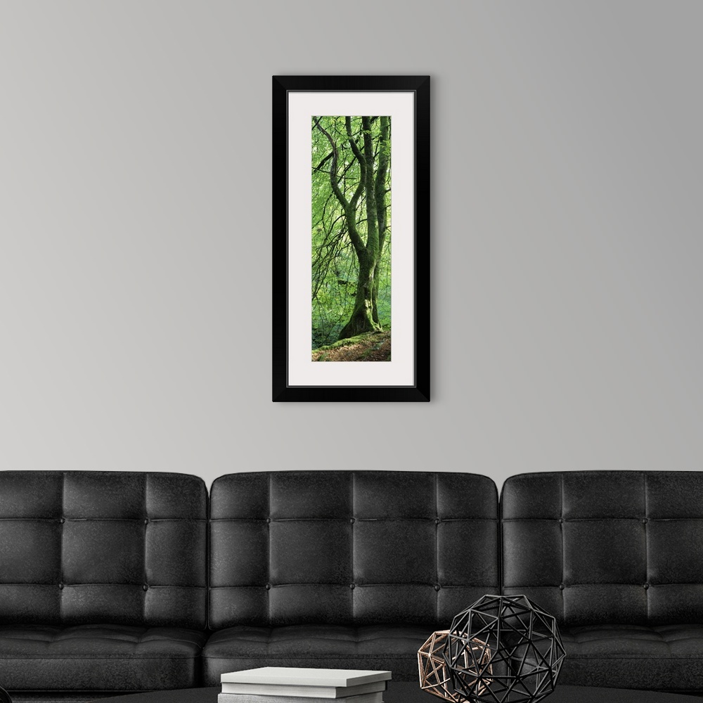 A modern room featuring Single tree in a forest with trunk covered in moss and lichen, standing the edge of a slope with ...