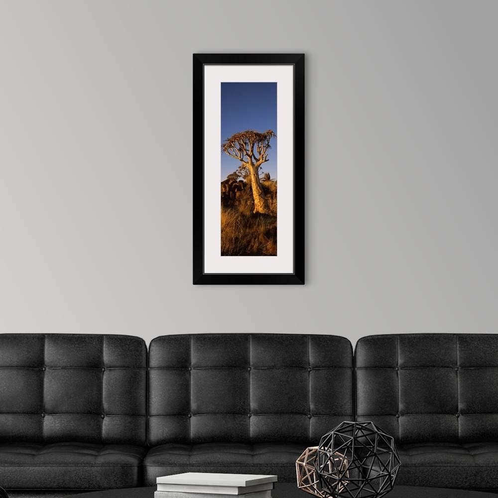 A modern room featuring Quiver tree Aloe dichotoma at sunset Namibia