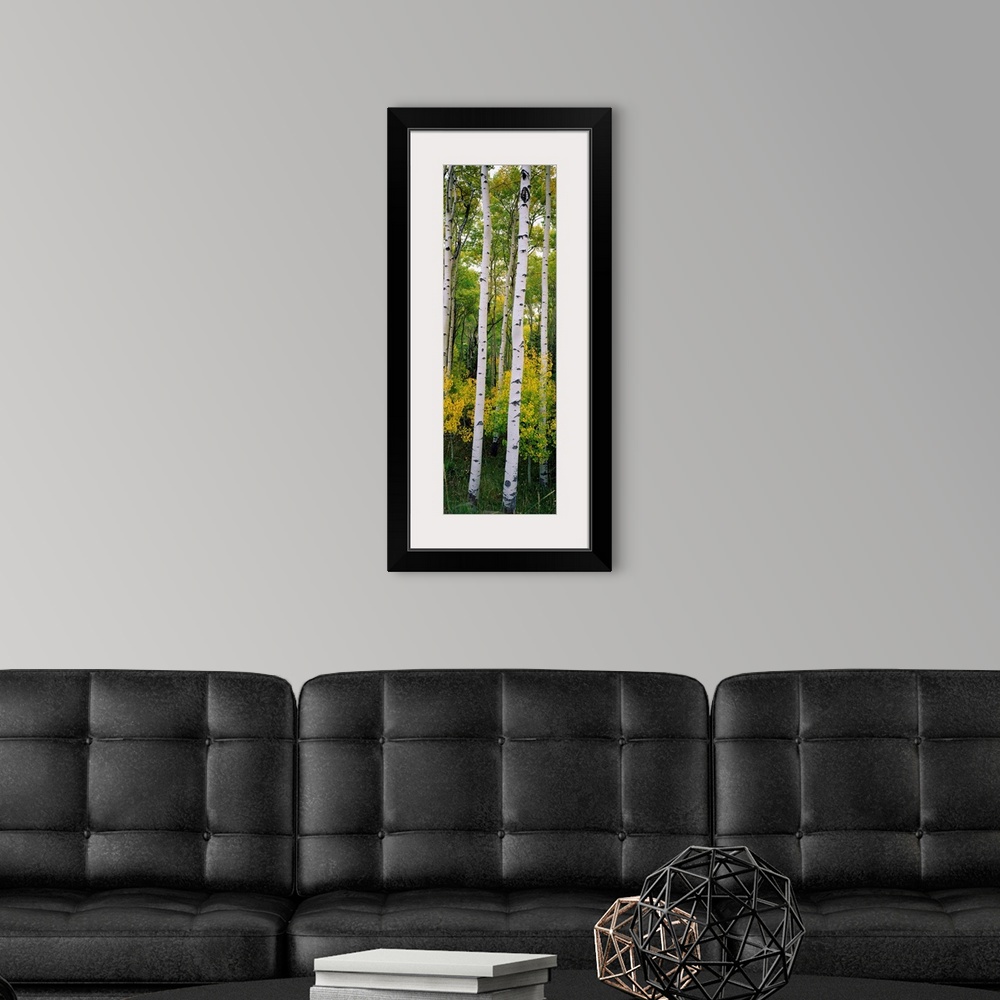 A modern room featuring Panoramic photograph shows a dense forest filled with aspen trees within the Rocky Mountains.