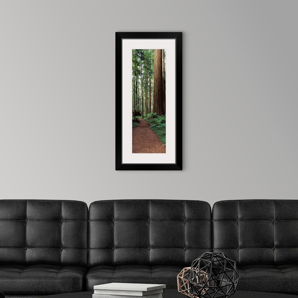 A modern room featuring Trail passing through a redwood forest Redwood National Park California