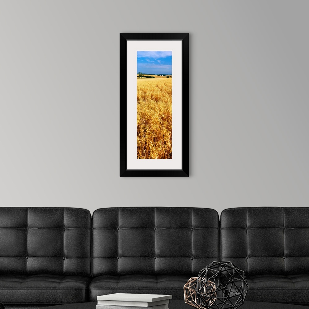 A modern room featuring Wheat crop in a field, Willamette Valley, Oregon