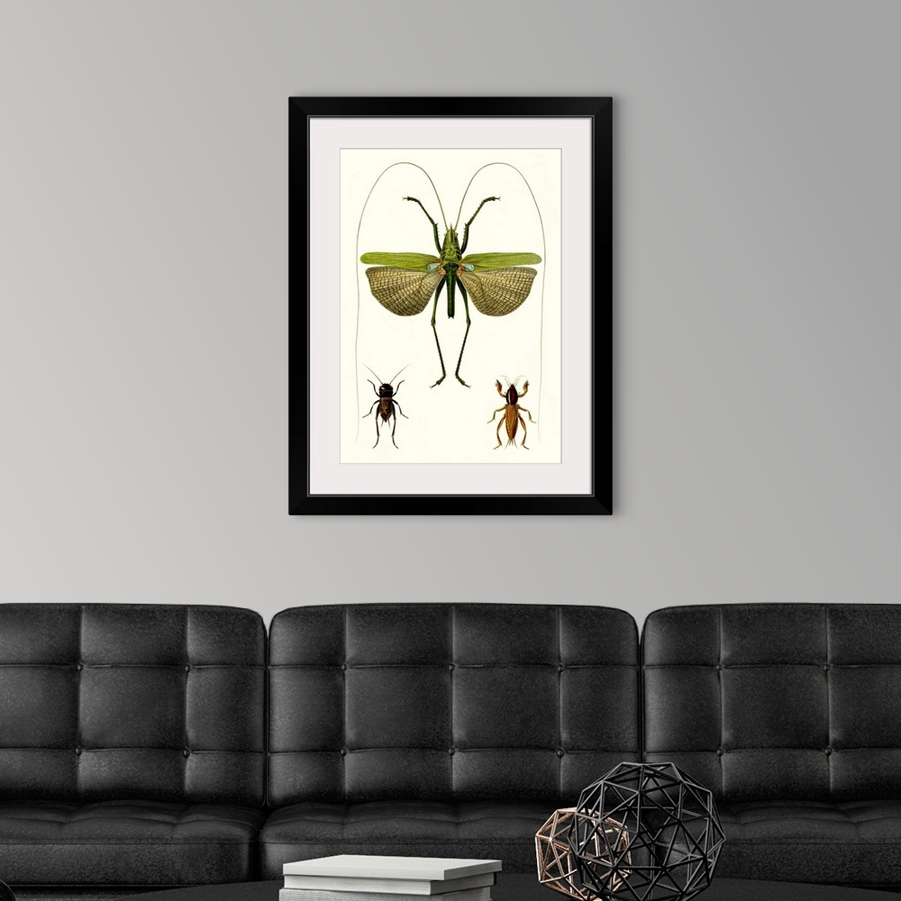 A modern room featuring Entomology Series V