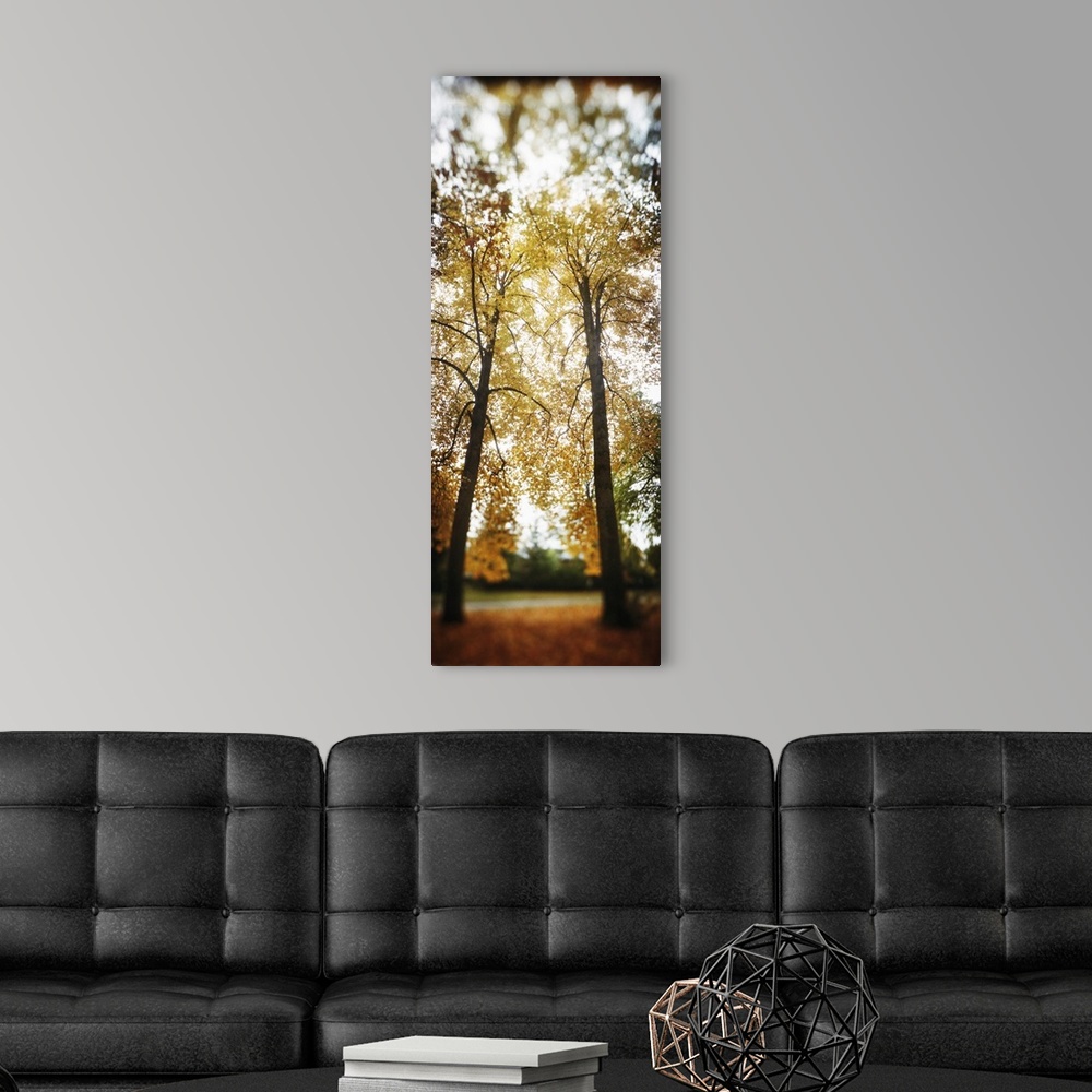 A modern room featuring Autumn trees in a park Volunteer Park Capitol Hill Seattle King County Washington State