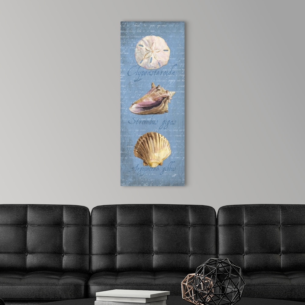 A modern room featuring Decorative design of shells on a blue background with faded text and 'Clypeasteroida, Strombus gi...