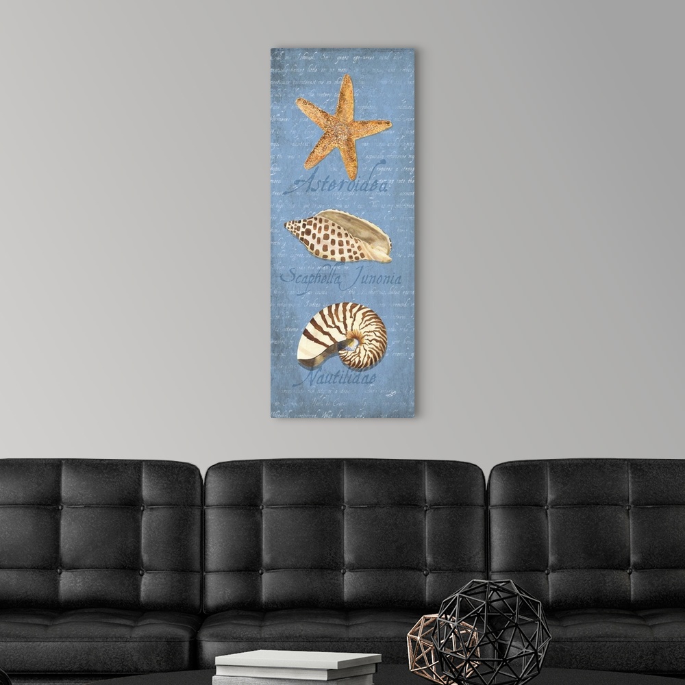 A modern room featuring Decorative design of shells on a blue background with faded text and 'Asteroidea, Scaphella Junon...