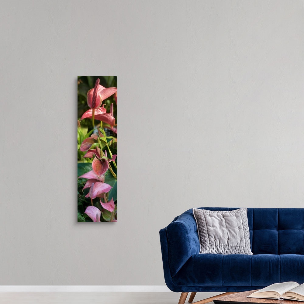 A modern room featuring Close-up of Anthurium plant