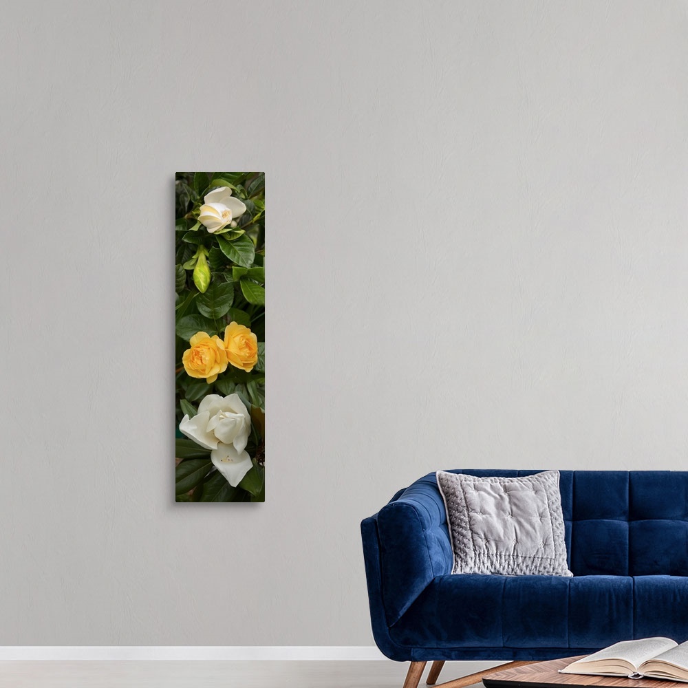 A modern room featuring Close-up of White Poppies with yellow Roses