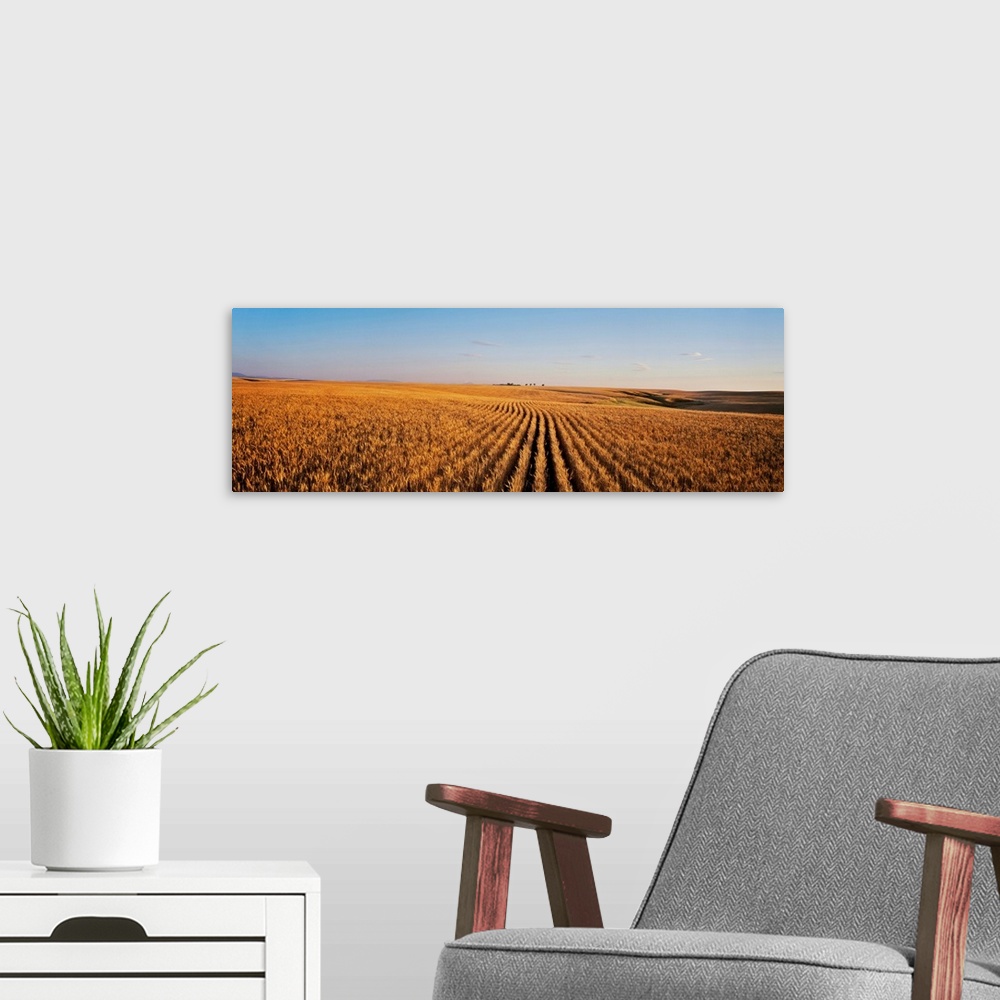 A modern room featuring Ripe wheat field ready for harvest, Central Montana