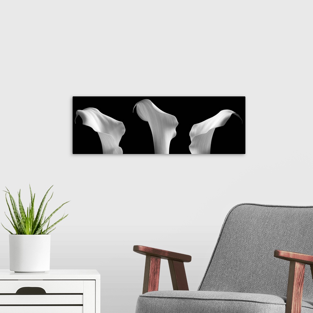 A modern room featuring 3 Lilies in a Row on Black