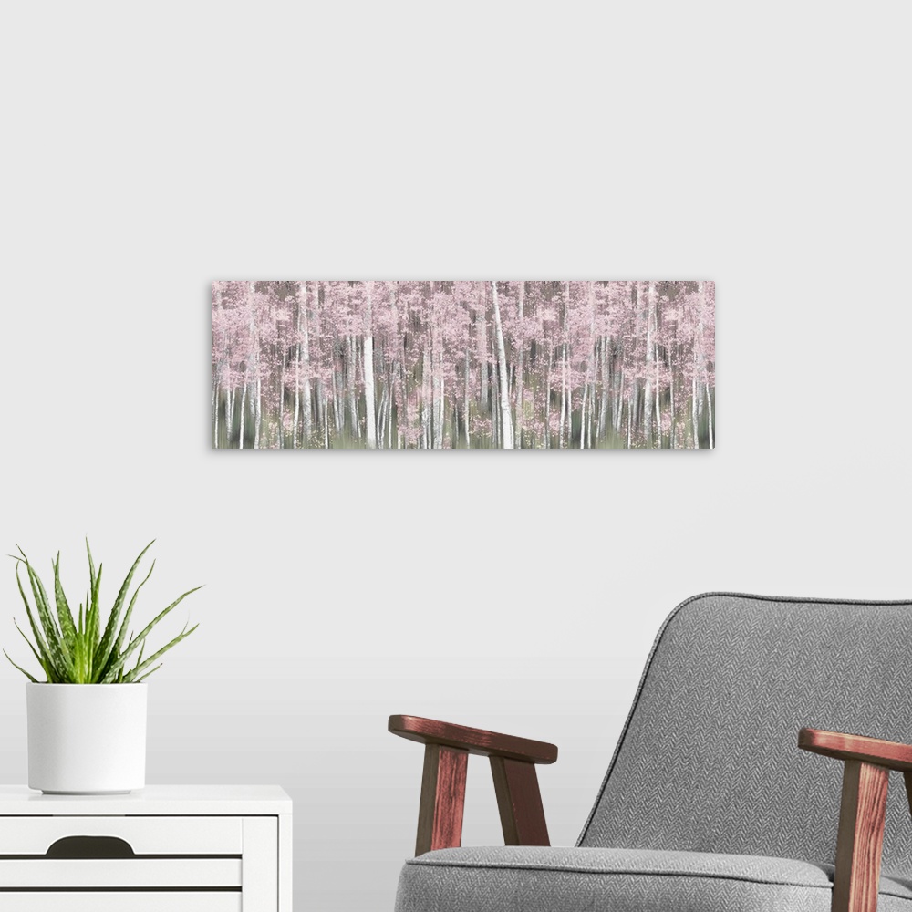 A modern room featuring Pink Birch