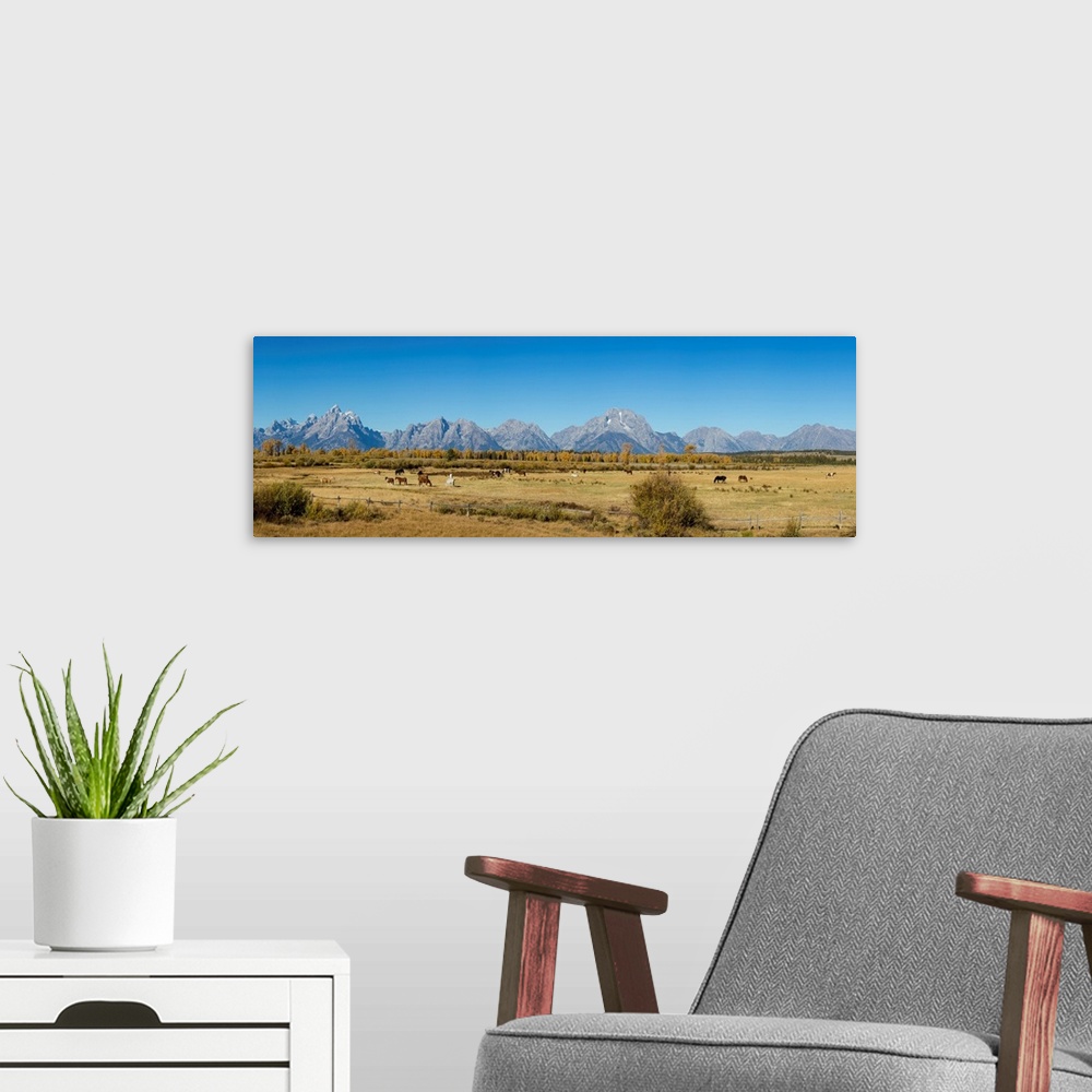 A modern room featuring 67545-09009 Horses and Grand Teton Mountain Range in fall,  Grand Teton National Park, WY