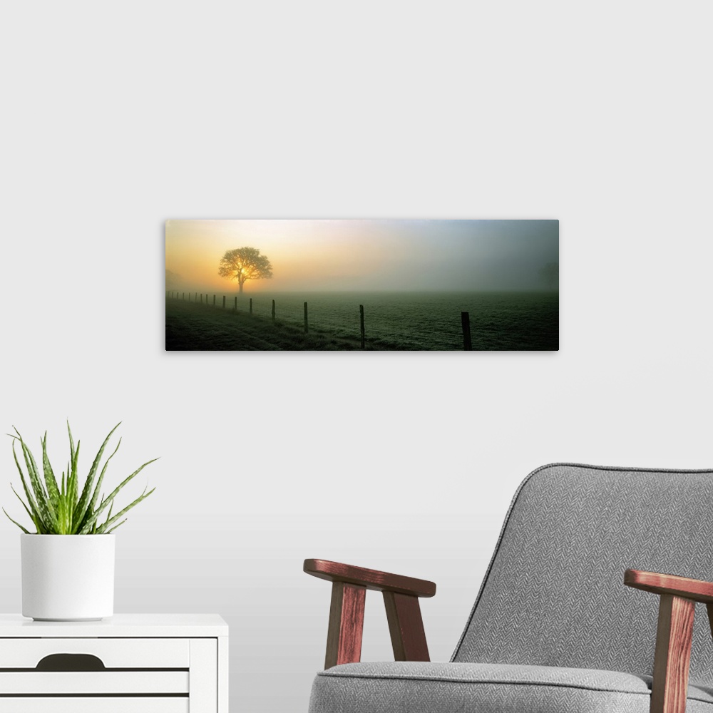A modern room featuring USA, Oregon, Corvallis. The sun breaks through the mist silhouetting a tree near Corvallis, Oregon.