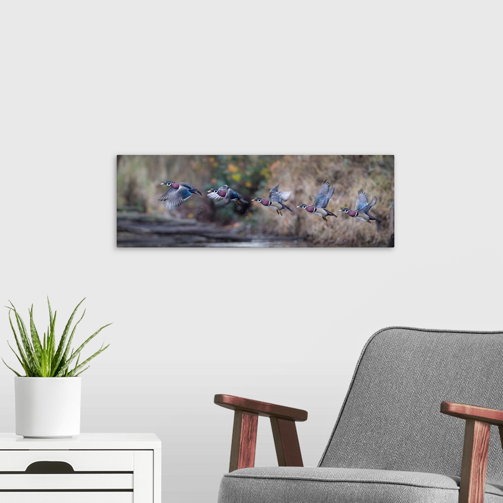 A modern room featuring USA. Washington State. Sequence flight of an adult male Wood Duck (Aix sponsa) over a marsh. Digi...